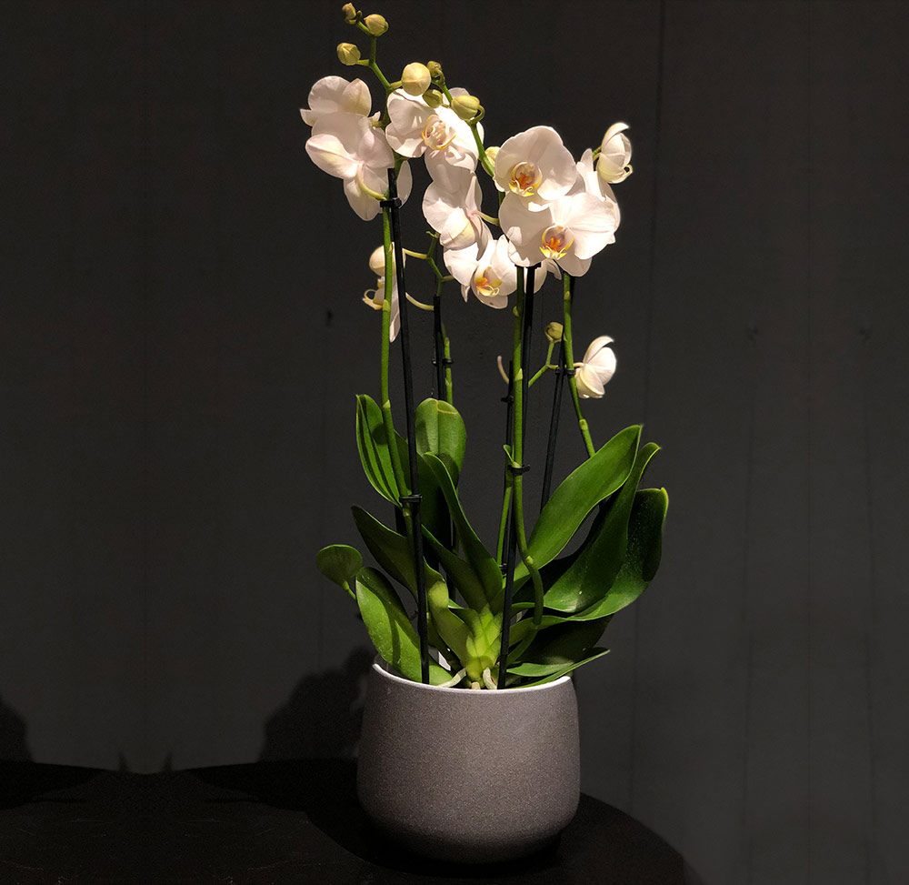 1:12 Maßstab Mauve & Weiß Orchidee IN Topf Tumdee Puppenhaus Blumengarten 35 